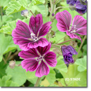 پنیرک موریتانی - معرفی و خواص گیاهان دارویی